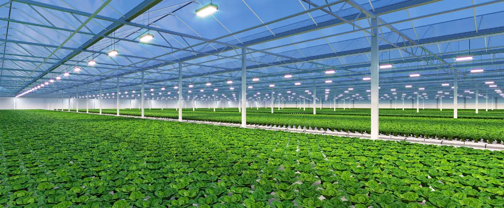 Morden Greenhouse