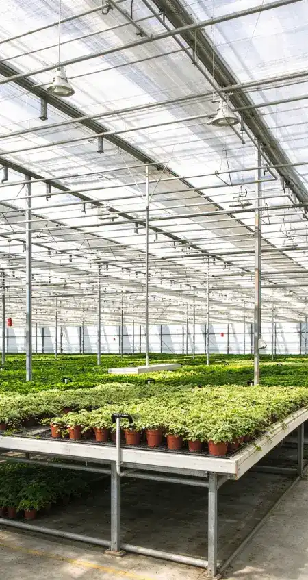 Greenhouse